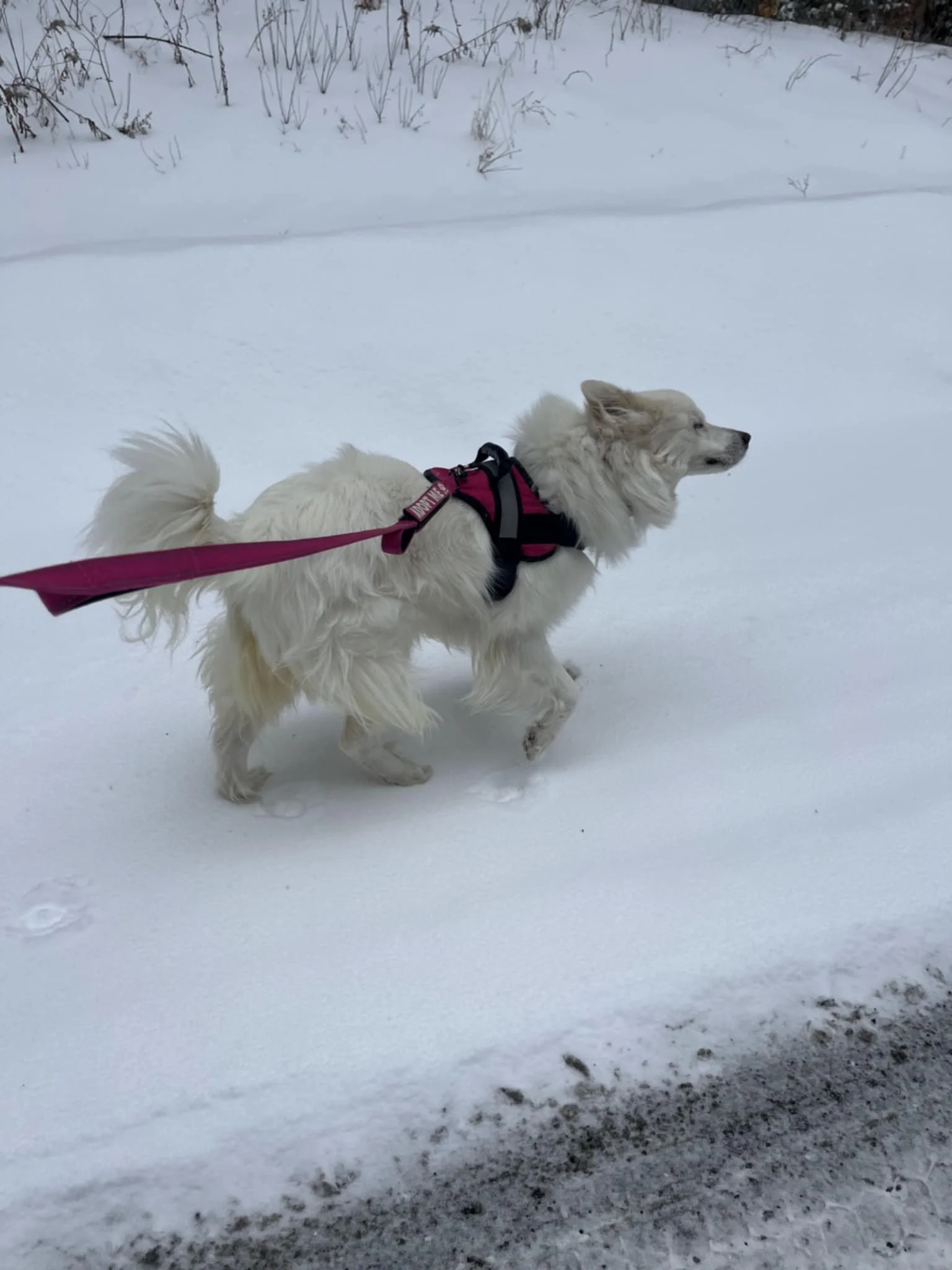 barkingbackblog-blogpost-body-b0c3b4d1-c110-4c4a-ac18-ba641eecb04c.jpeg