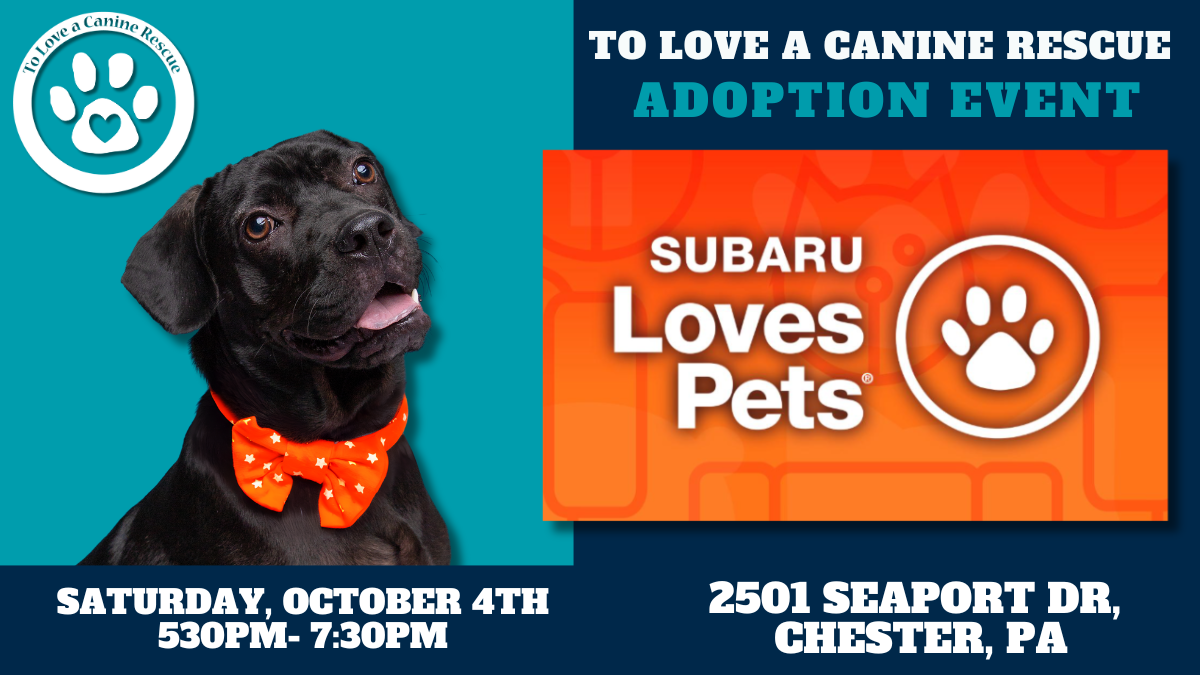 Subaru Loves Pets dog adoption event