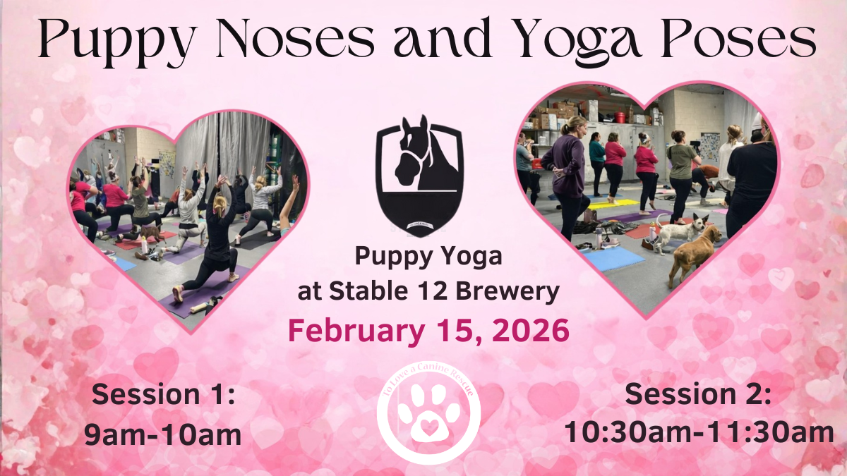 Puppy Yoga - Stable 12 Brewing Co 