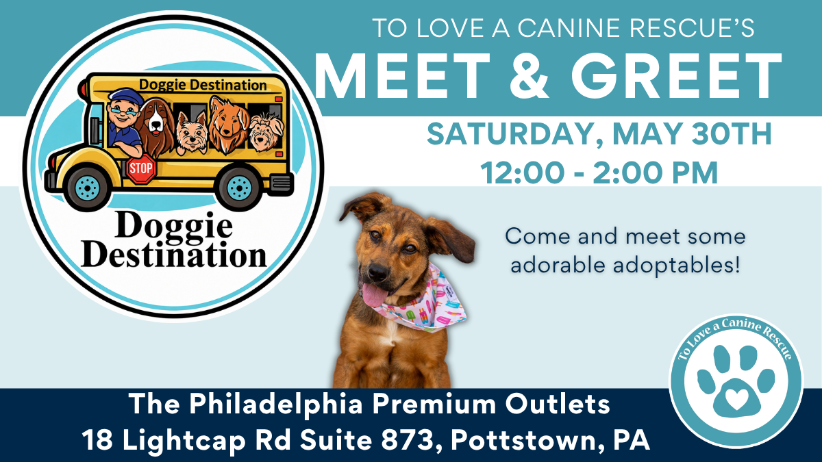 Doggie Destination