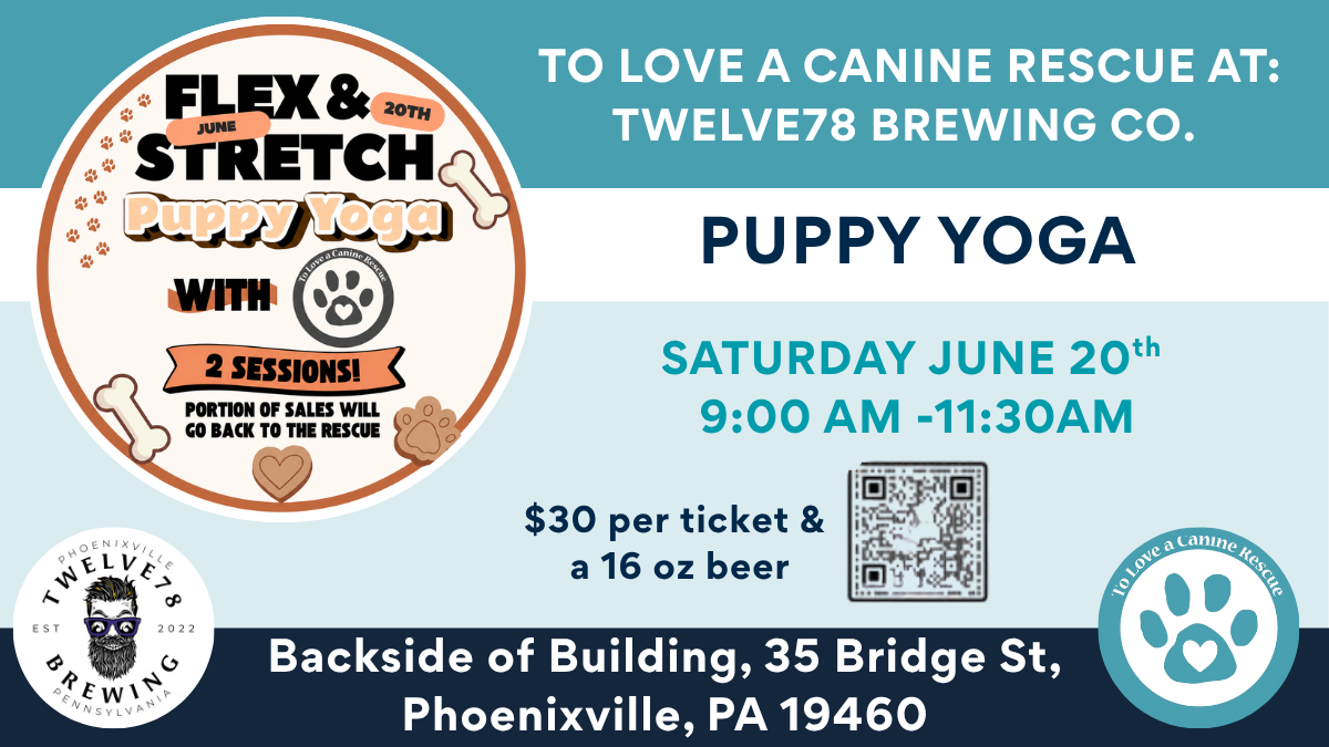 Puppy Yoga at Twelve78 Brewing Co. 
