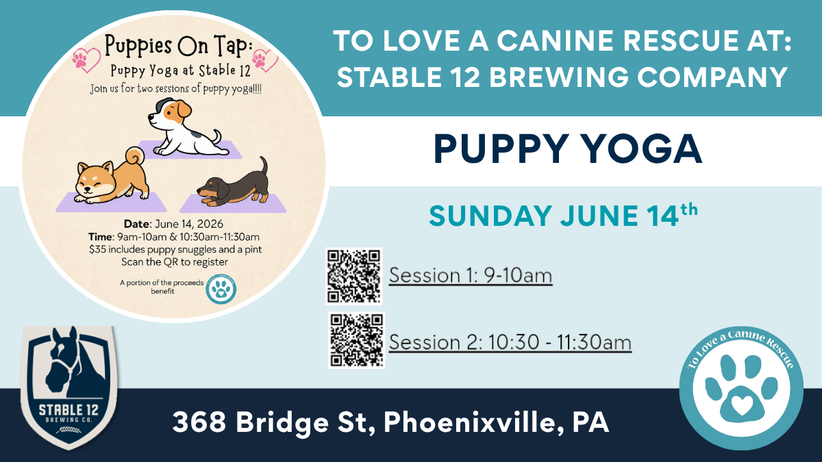 Puppy Yoga - Stable 12 Brewing Co.