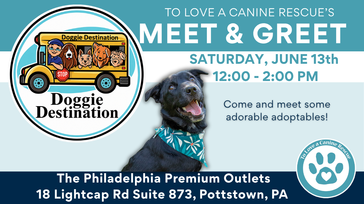Doggie Destination