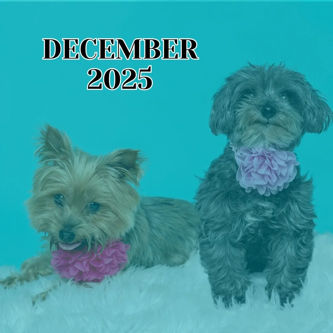 TLC December 2025 Newsletter