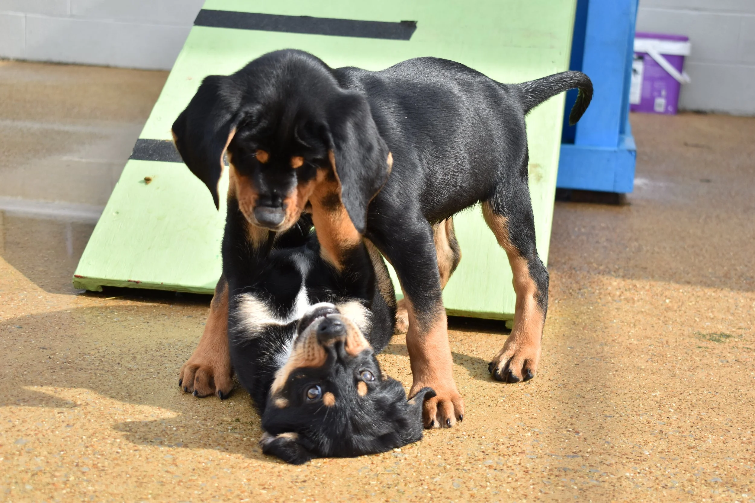 tails-from-corinth-2024-banner-Hound Puppies (Bisque & Chowder) 12.jpg