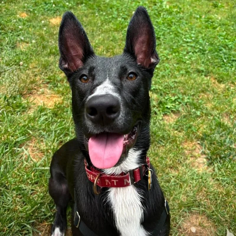 Koda