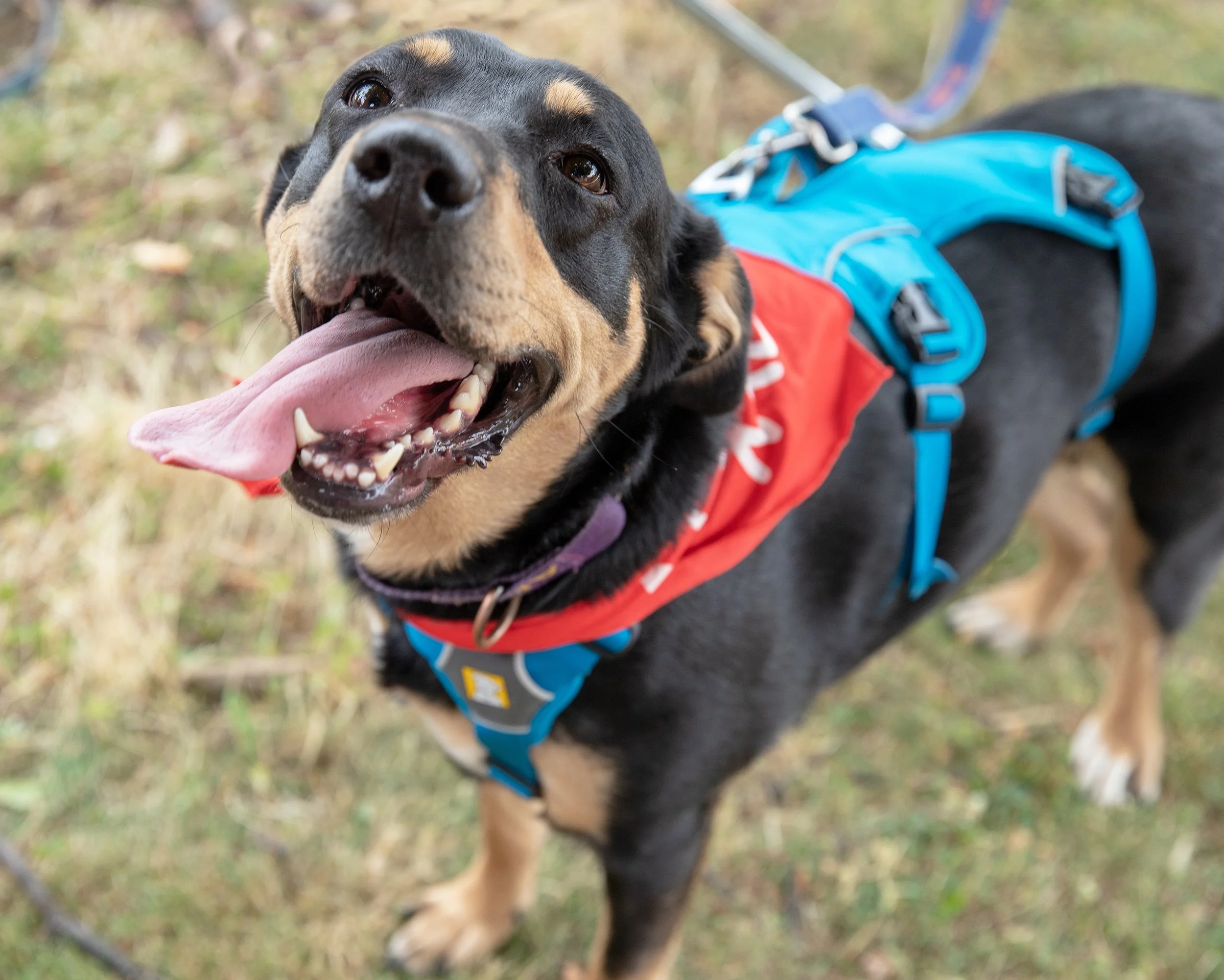 puppypalooza-gallery-Abby 1.jpg