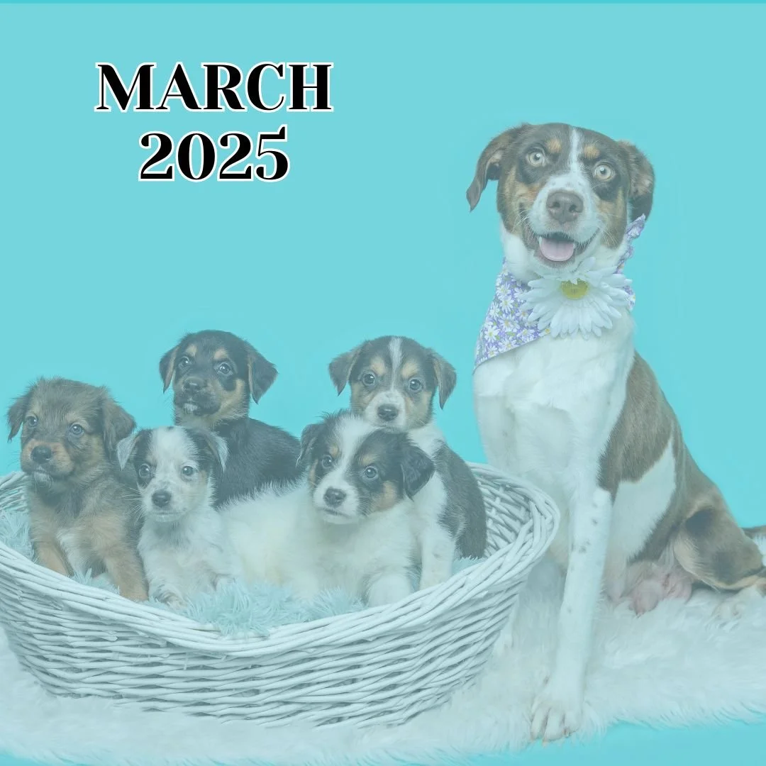 TLC March 2025 Newsletter