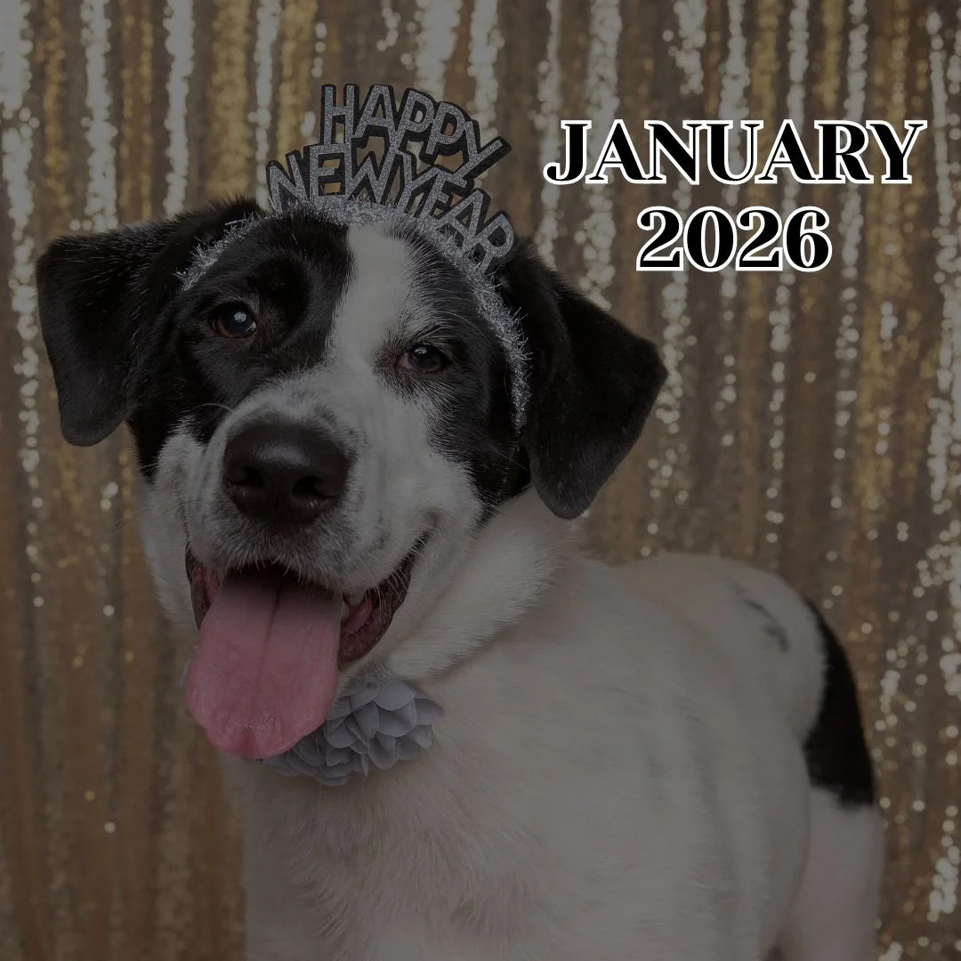 TLC Newsletter January 2026