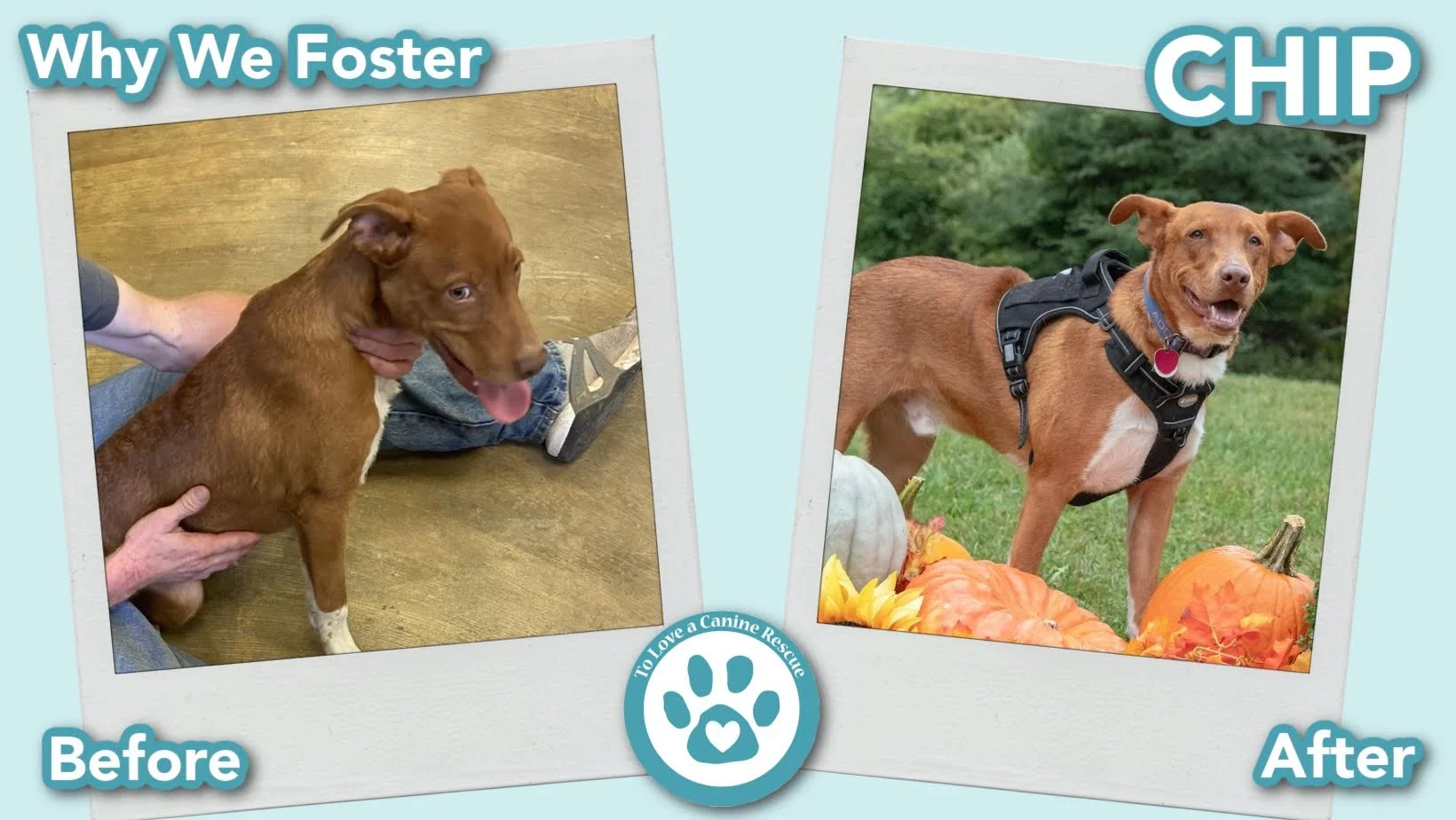 donate-gallery-CHIP (Before&After) - for website.jpg