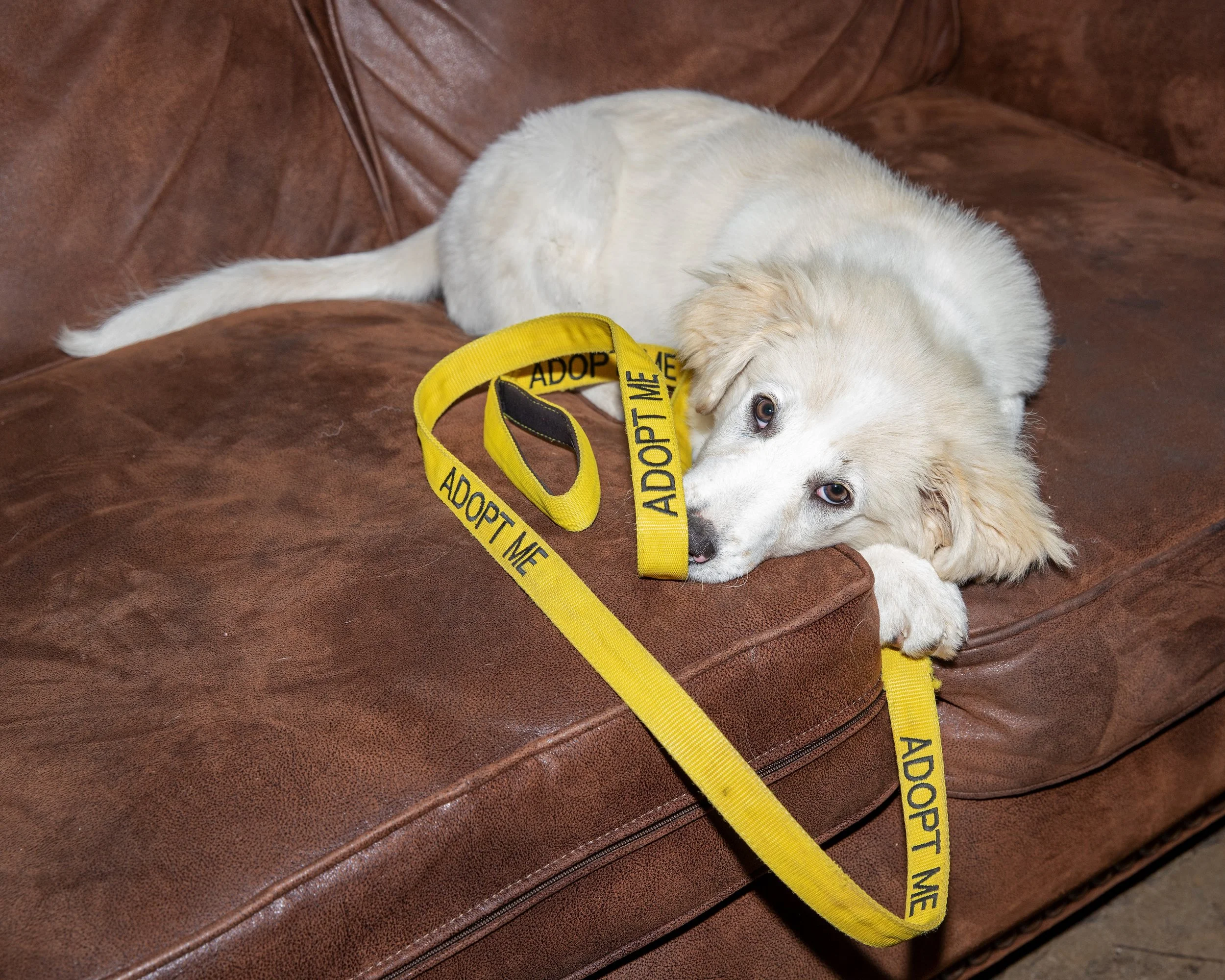 puppypalooza-gallery-Duffy.jpg