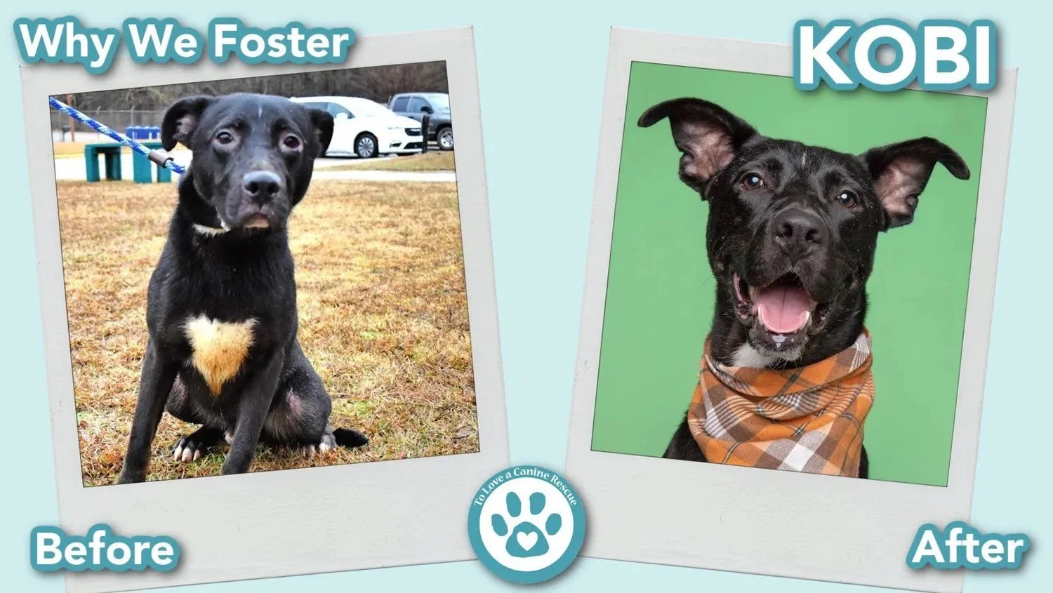 donate-gallery-Kobi+(Before&After)+-+for+website++copy+(1).jpeg