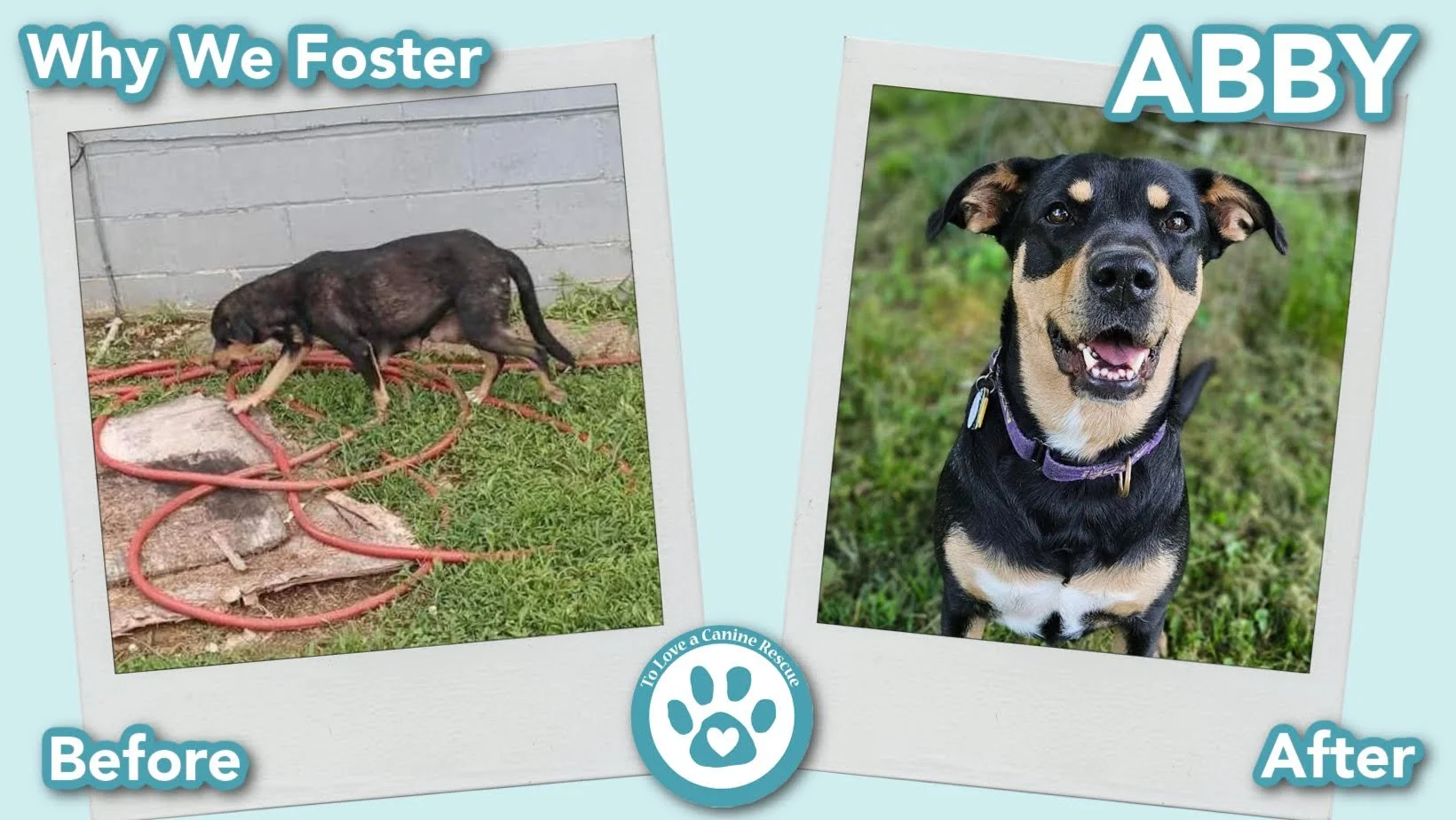 donate-gallery-Abby (Before&After) - for website  copy (6).jpg
