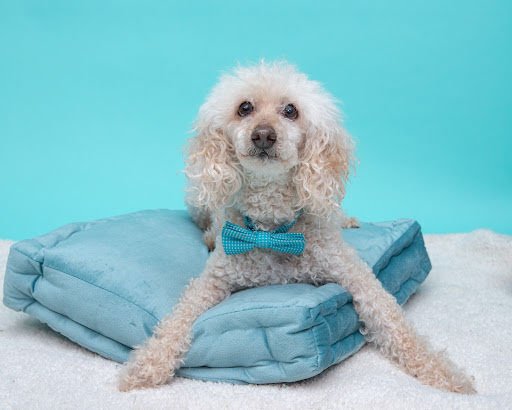 donate-banner-Brody 5.jpg