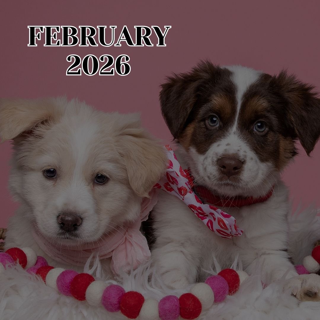 February 2026 TLC Newsletter