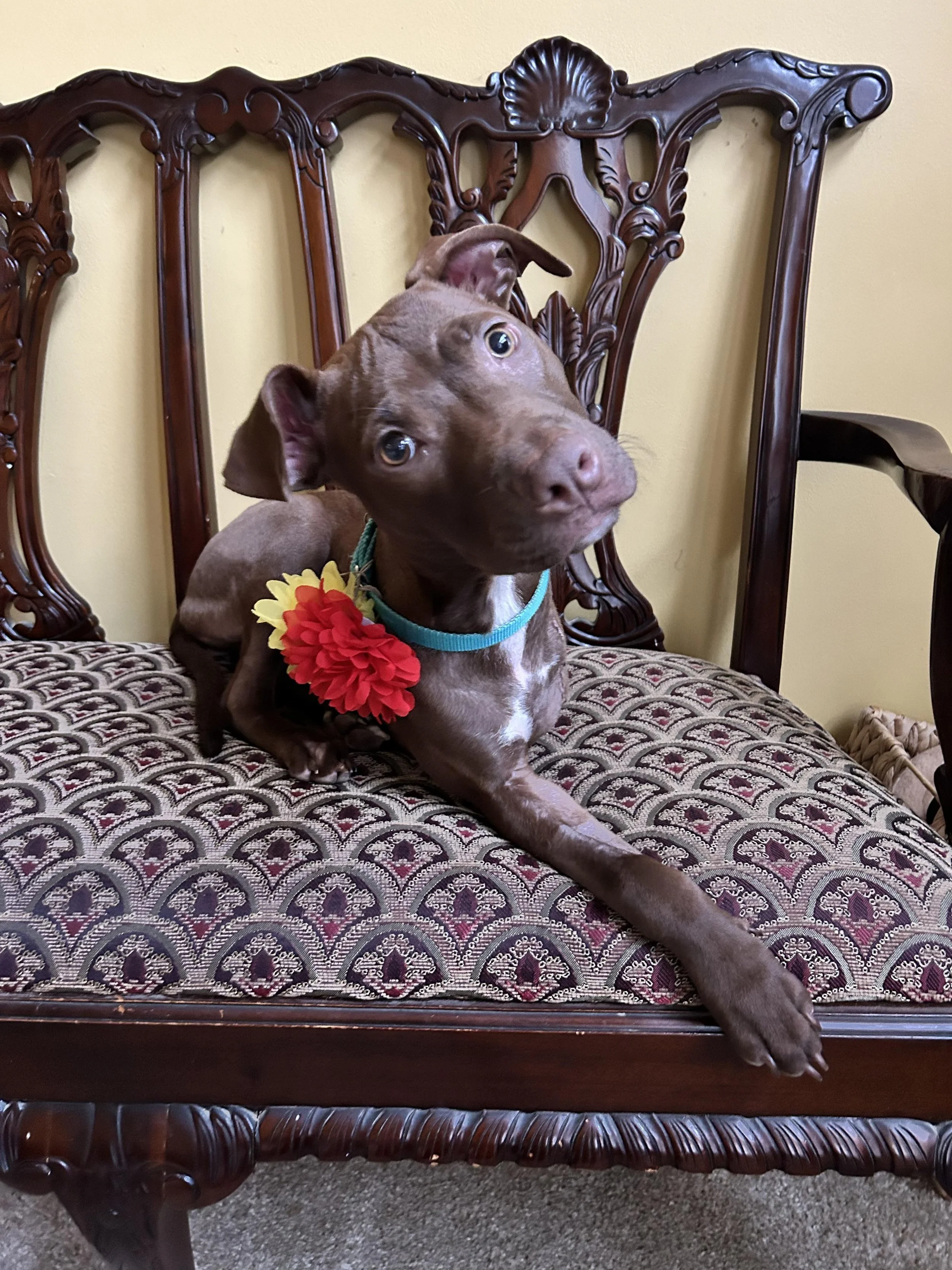 adoption-fees-banner-Izzy 1.jpg