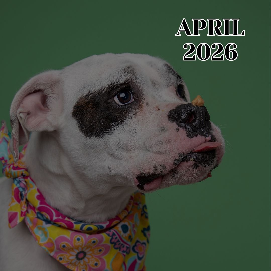 TLC Newsletter April 2026