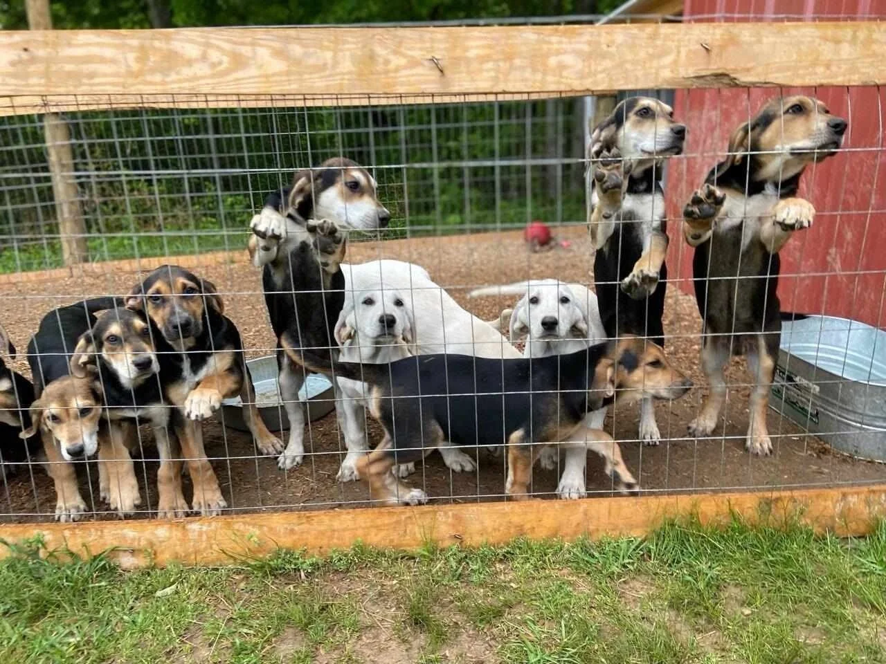 adoption-fees-banner-437706494_1143797256658800_5552214496522204015_n (1) copy.jpg