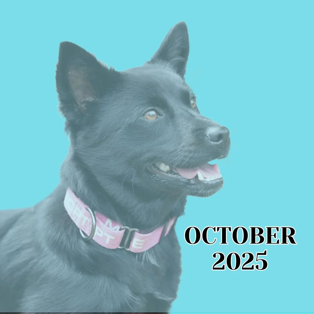 TLC October 2025 Newsletter