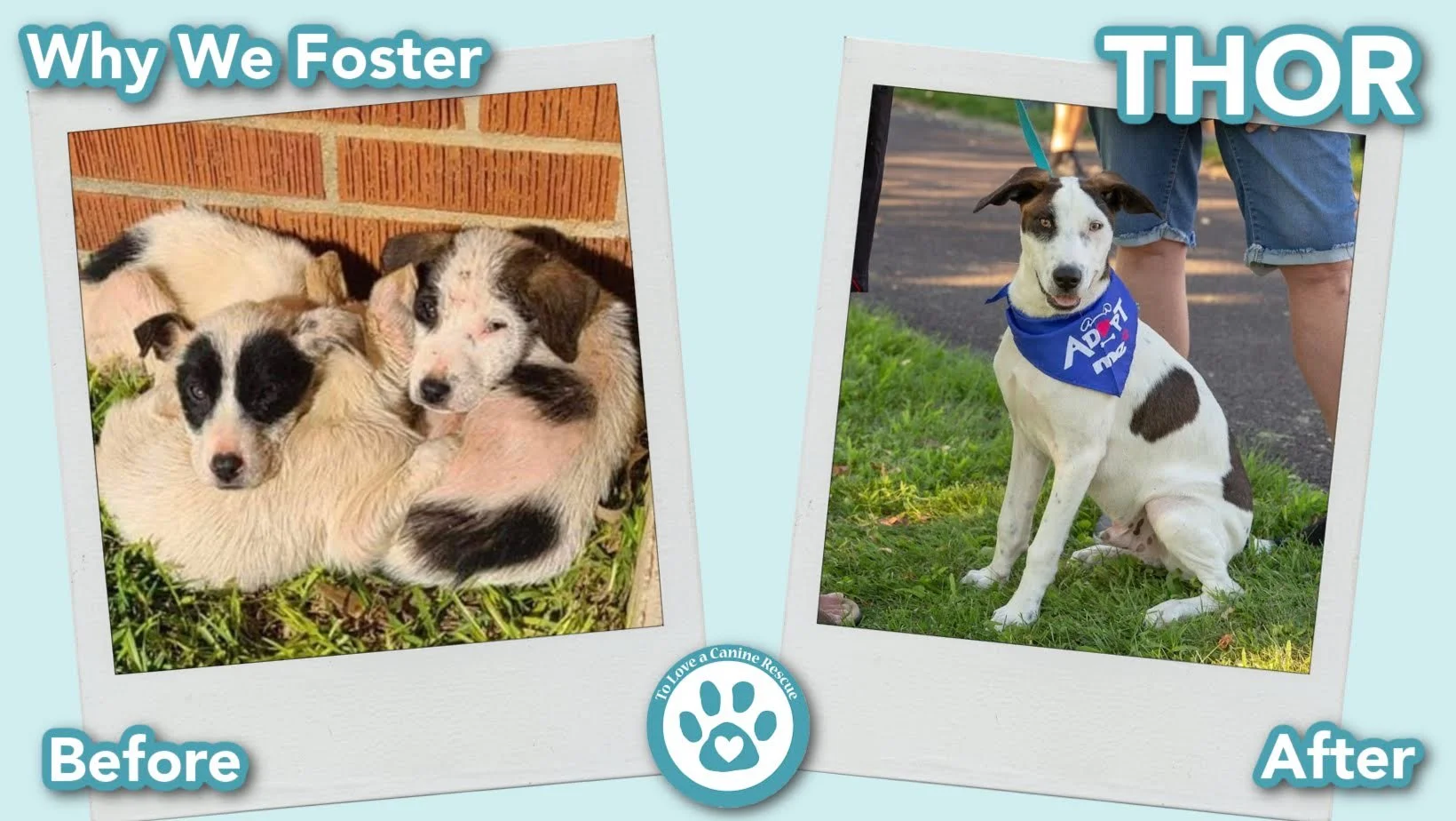 donate-gallery-Thor (Before&After) - for website.jpg