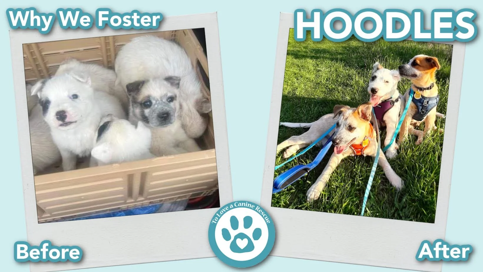 donate-gallery-Hoodles (Before&After) - for website  copy (11).jpg