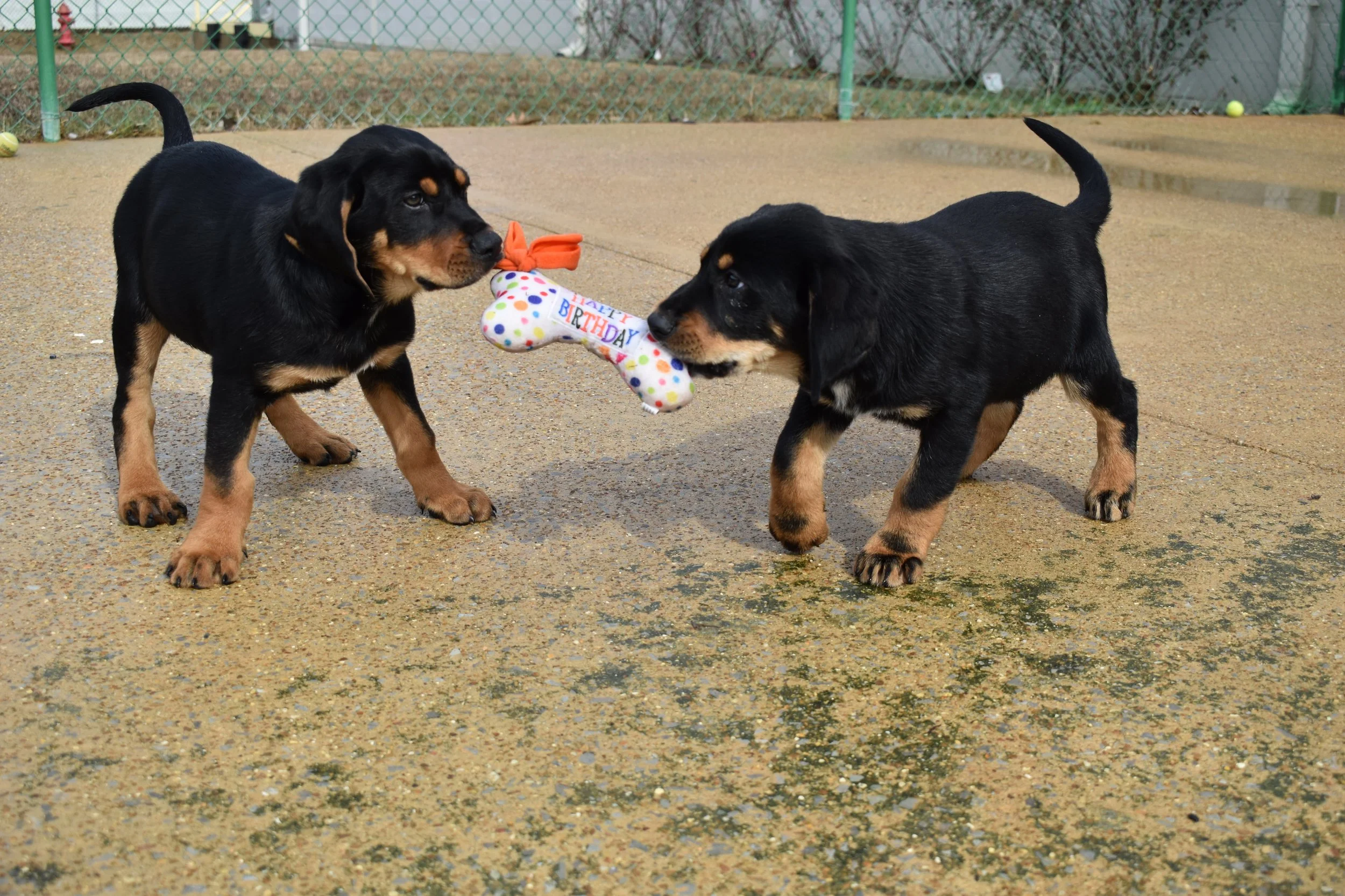 tails-from-corinth-2024-gallerybottomofpage-Hound Puppies (Bisque & Chowder) 3.jpg