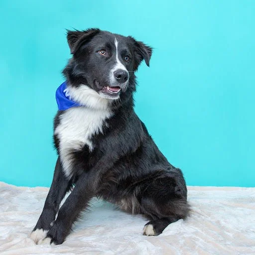 donate-banner-Newfie Bear 2.jpg