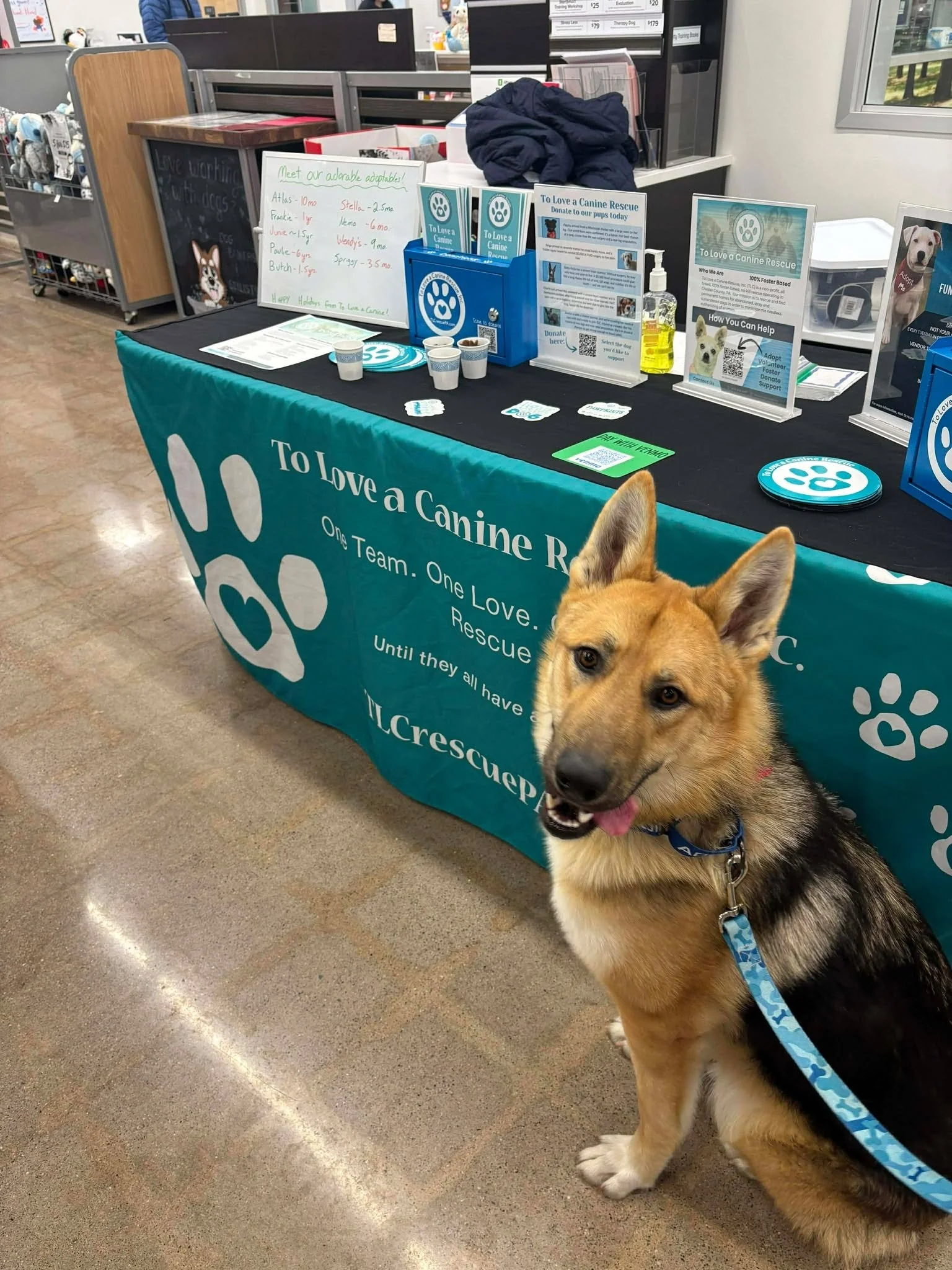 adoption-process-banner-528360781_788028660239708_7733101159718686527_n (8).jpg