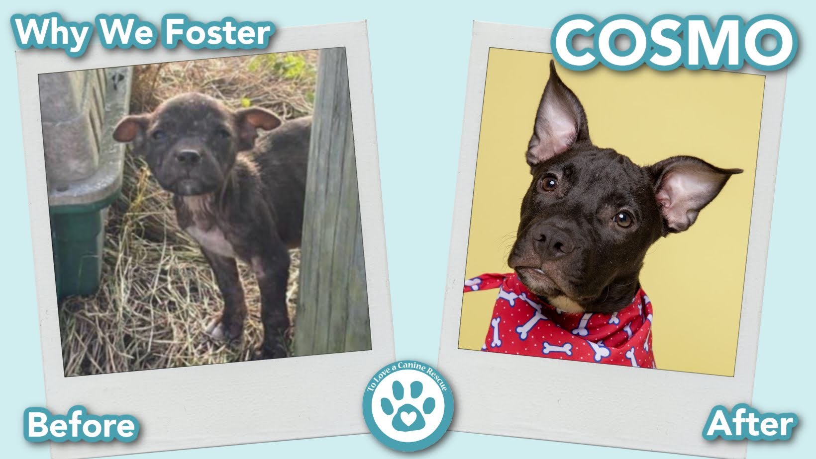 donate-gallery-COSMO (Before&After) - for website  copy 2.jpg