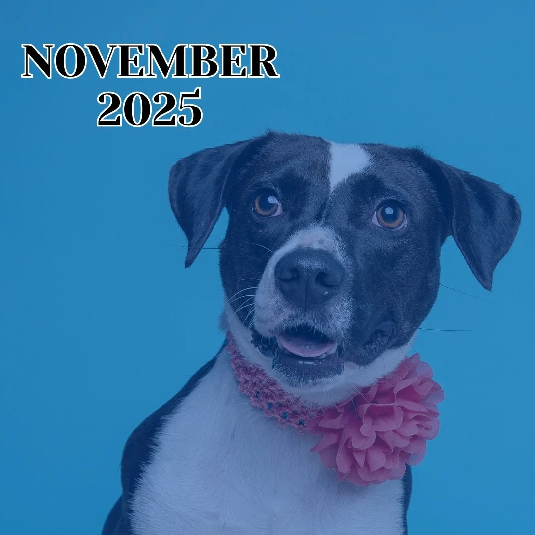 TLC November 2025 Newsletter