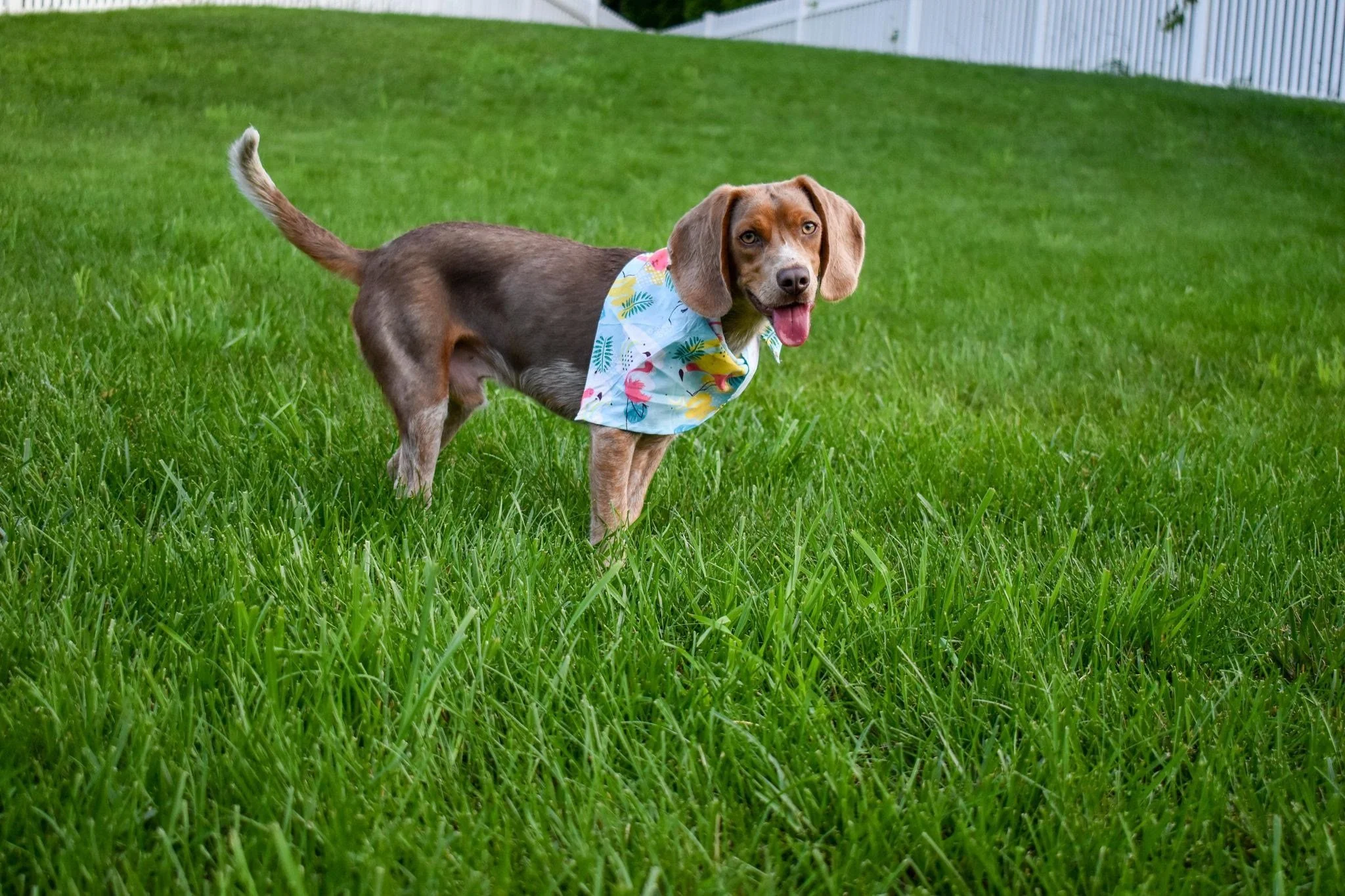 adoption-fees-banner-Marvin.jpg