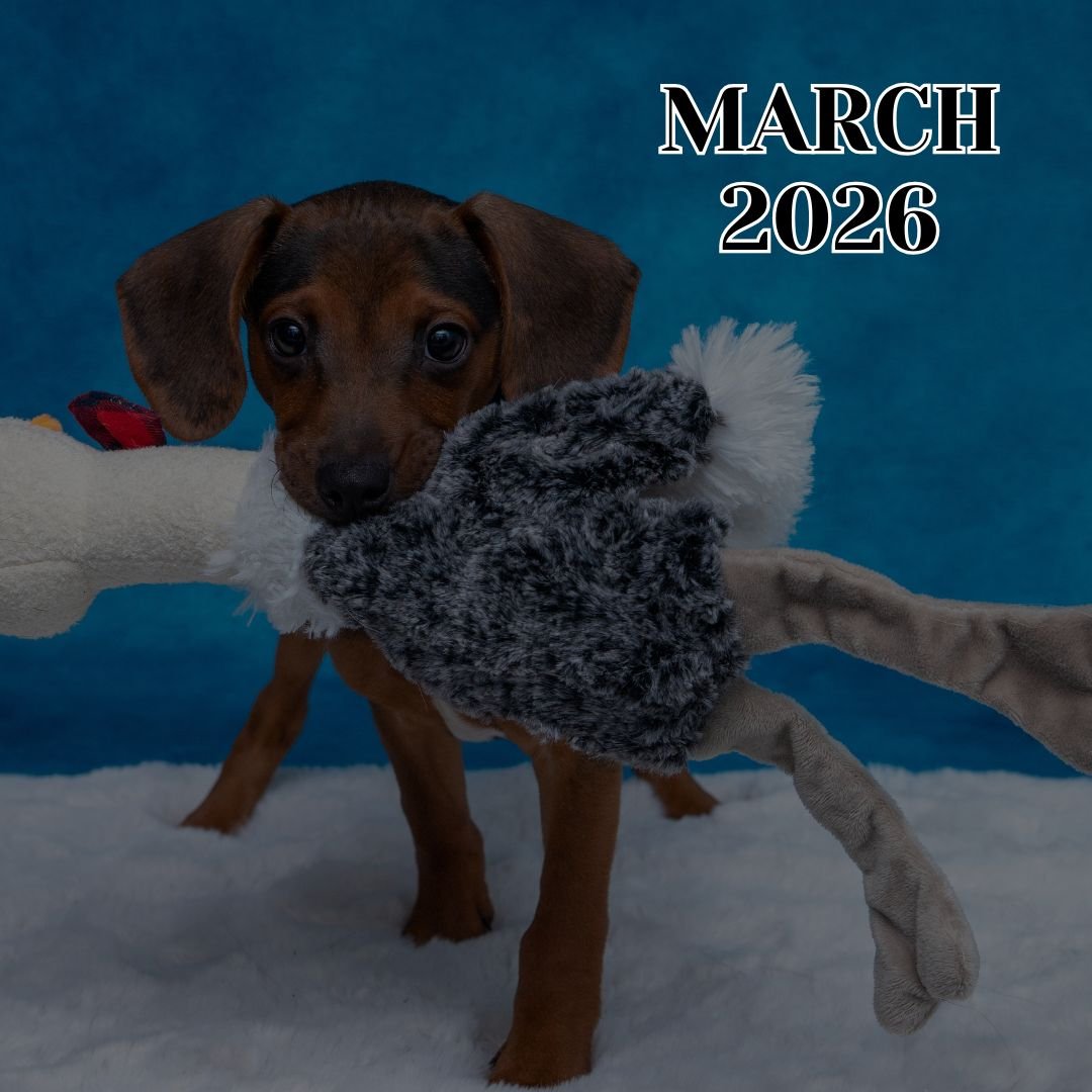 March 2026 TLC Newsletter