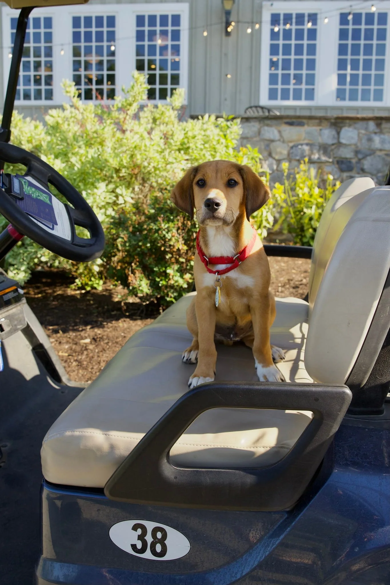 putts-for-pups-gallery-Putts for Pups 5.jpg
