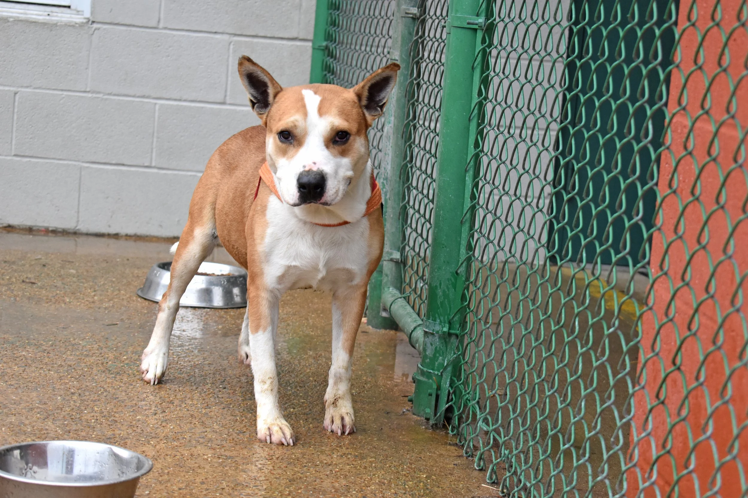 tails-from-corinth-2024-banner-Rigby 1.jpg