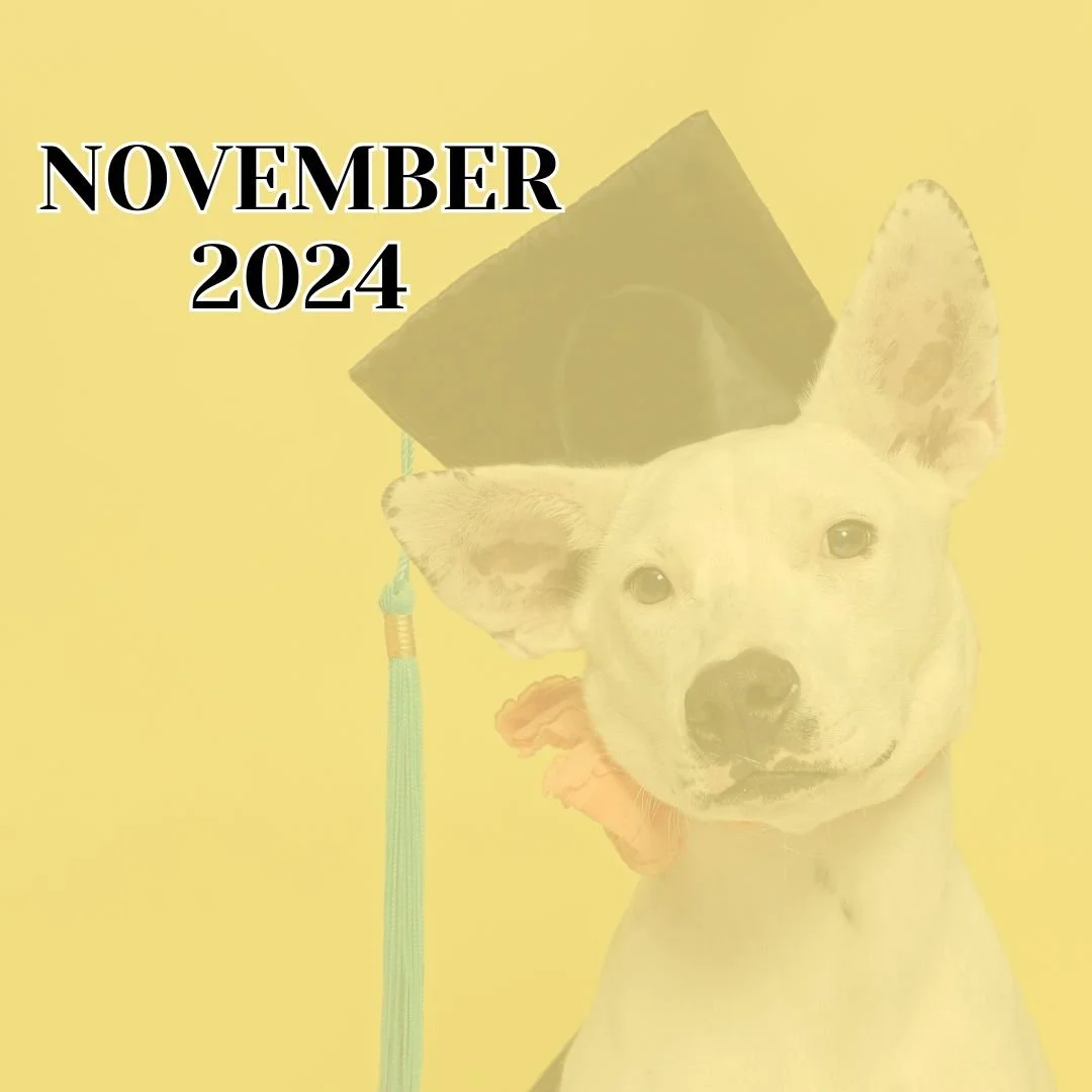TLC November 2024 Newsletter