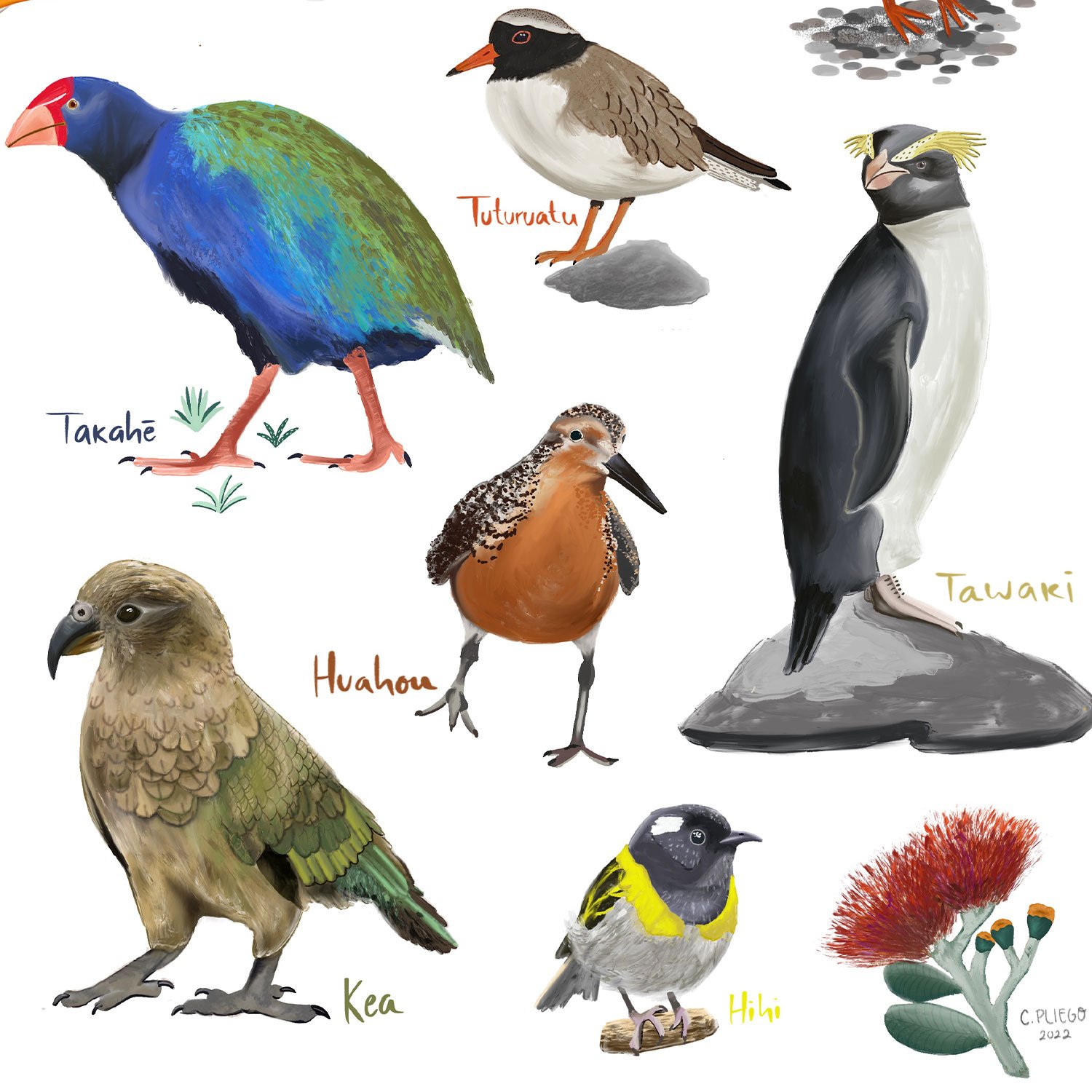 NZ Birds - Digital Gouache