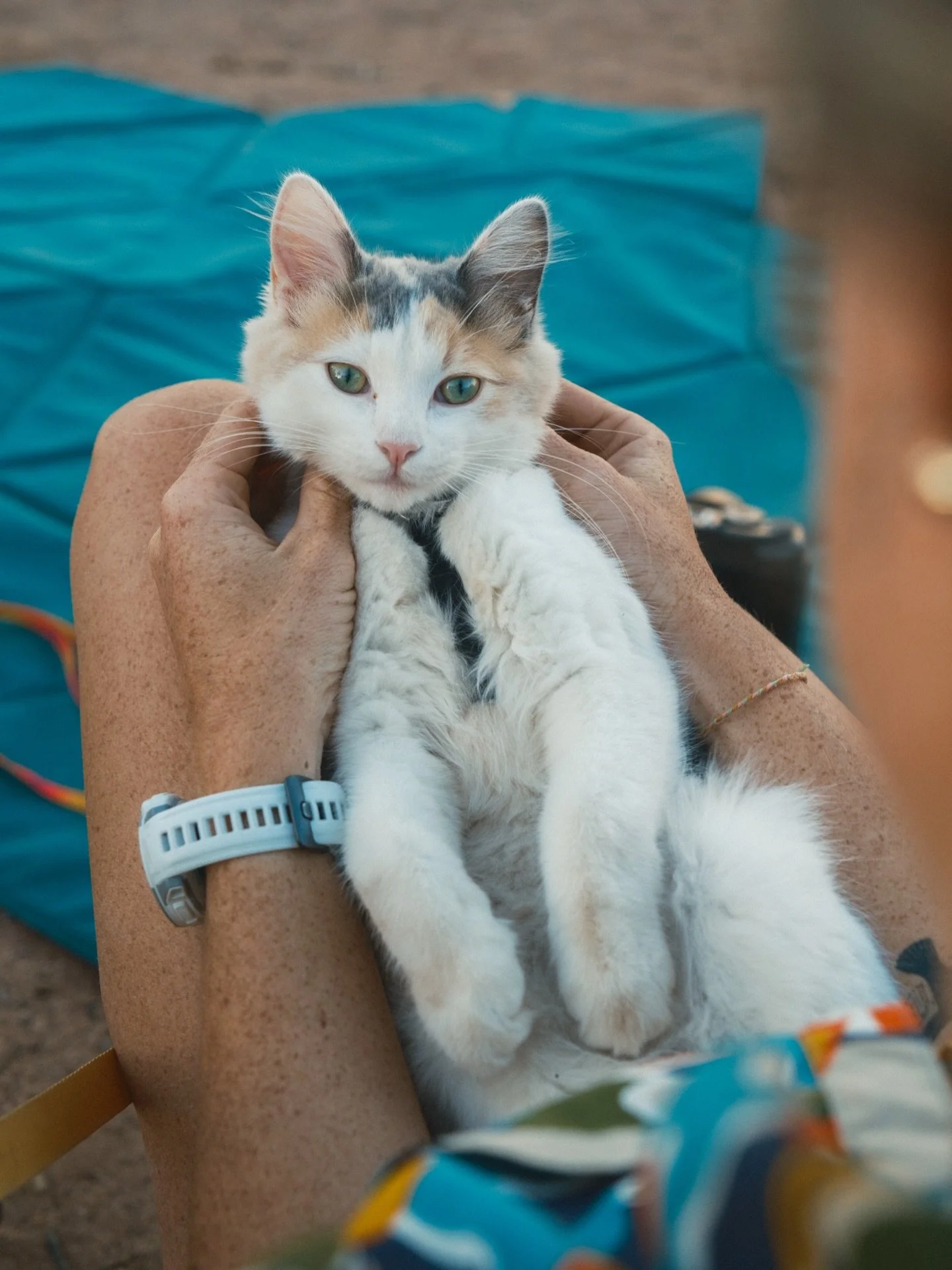 kama is a cat
purring on my mat
cuz she loves me 
&bull;&bull;
happy caturday to all who celebrate 😻
@bound.for.nowhere 🐈