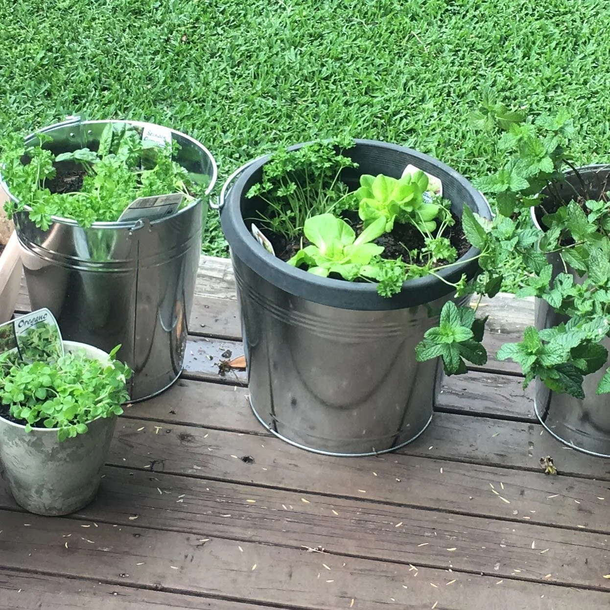 With so much time to spare, I&rsquo;m breaking into gardening on our back deck. A bucket makes a great container, punch a few nail holes in the bottom for drainage and fill with good soil mix. I planted herbs and lettuce. The good thing is, I can mov