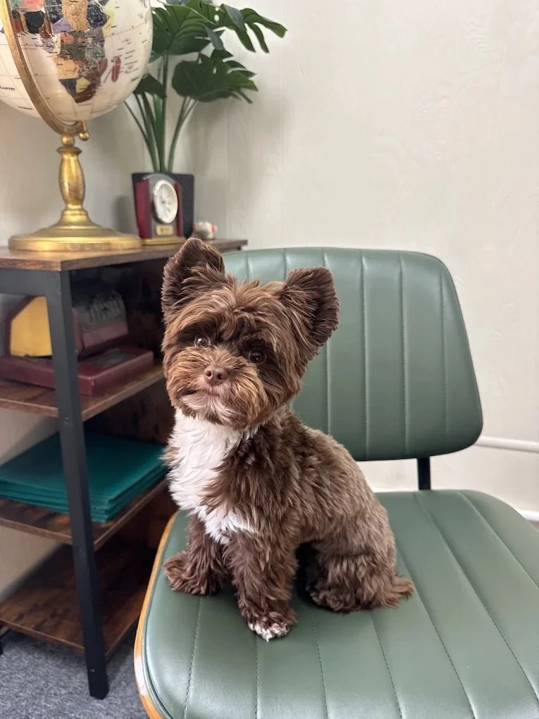 A small brown and white fluffy dog sitting on a green chair in an office or study room. In the background, there is a wooden shelf with a globe, a small clock, some books, and a large potted plant.