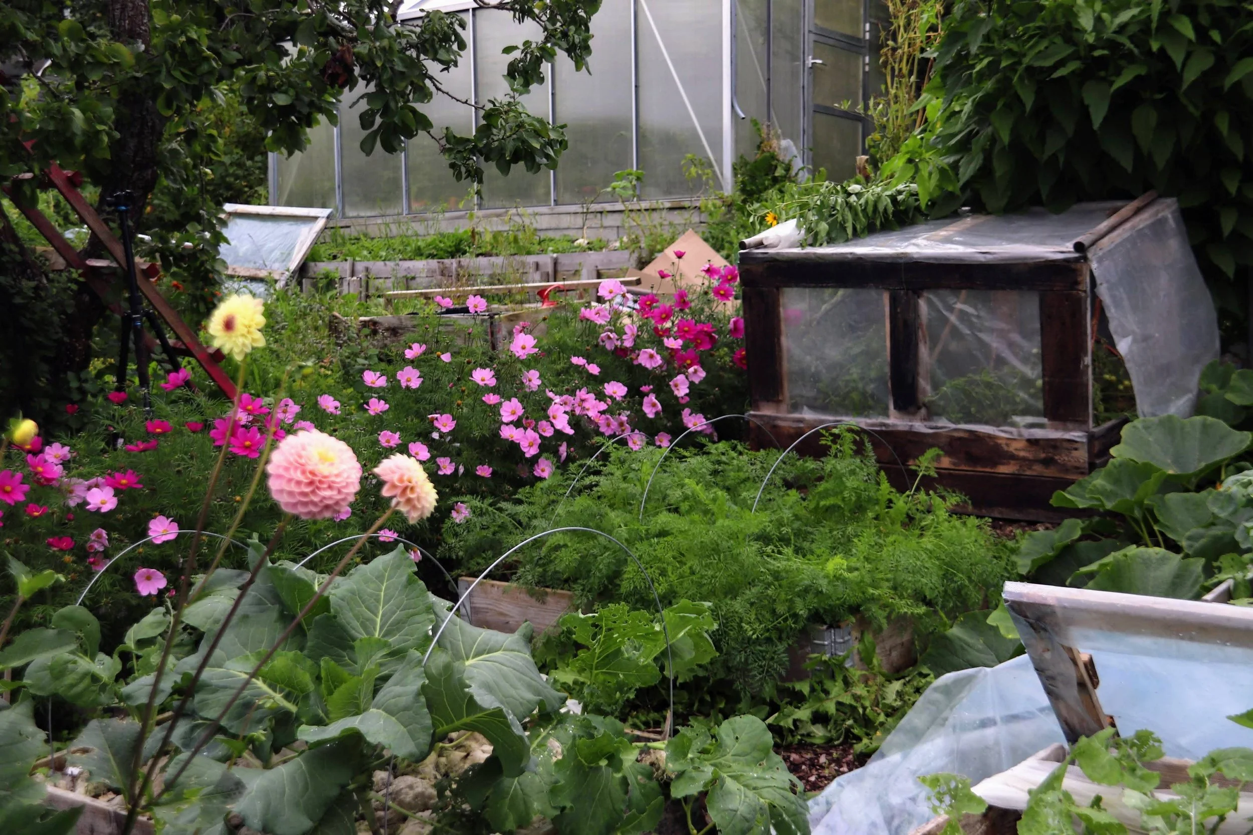 Rot-er-IN (g)  - vekstskifte i #Matauk