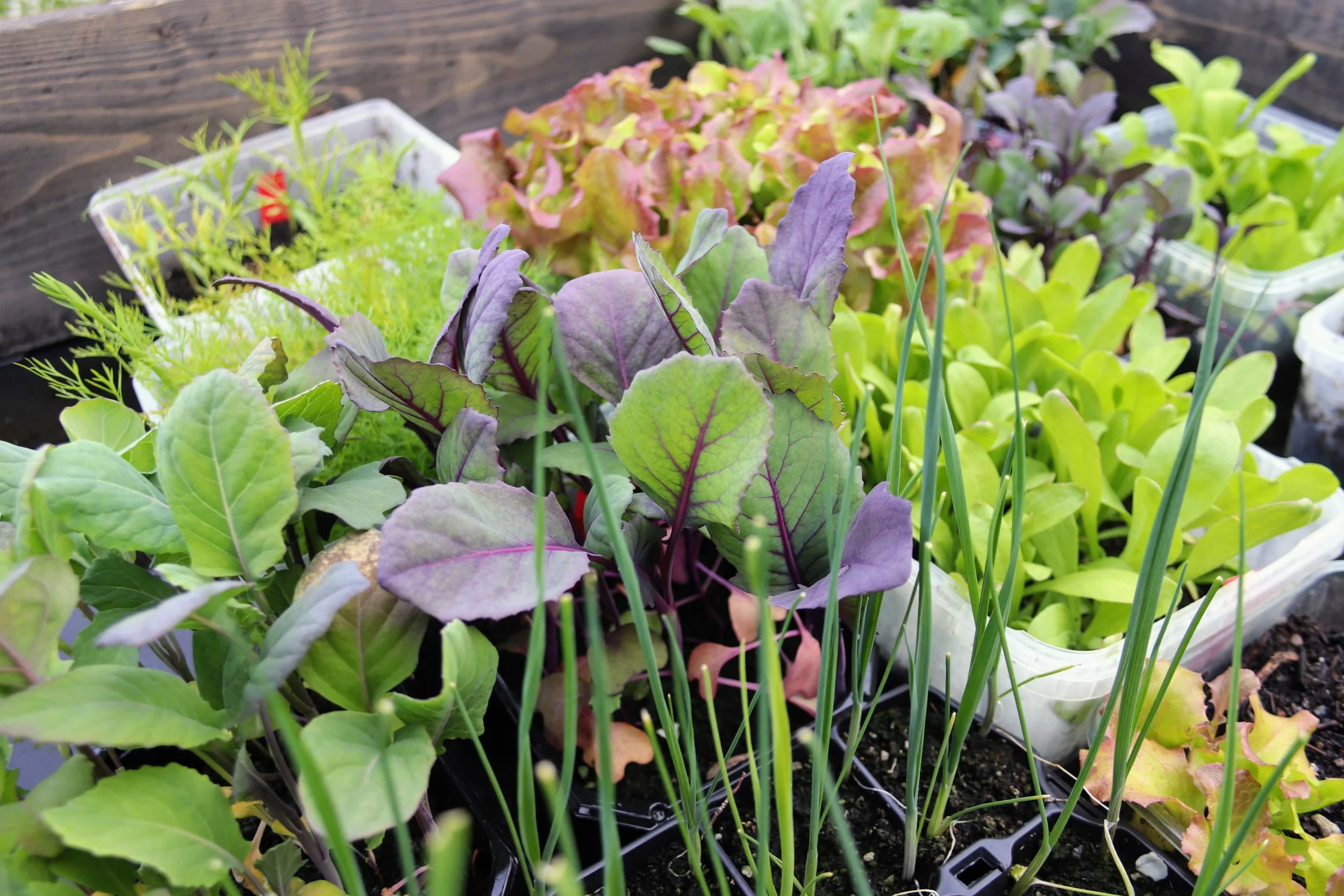 Selvberedt | Dette sår jeg nå | Mars