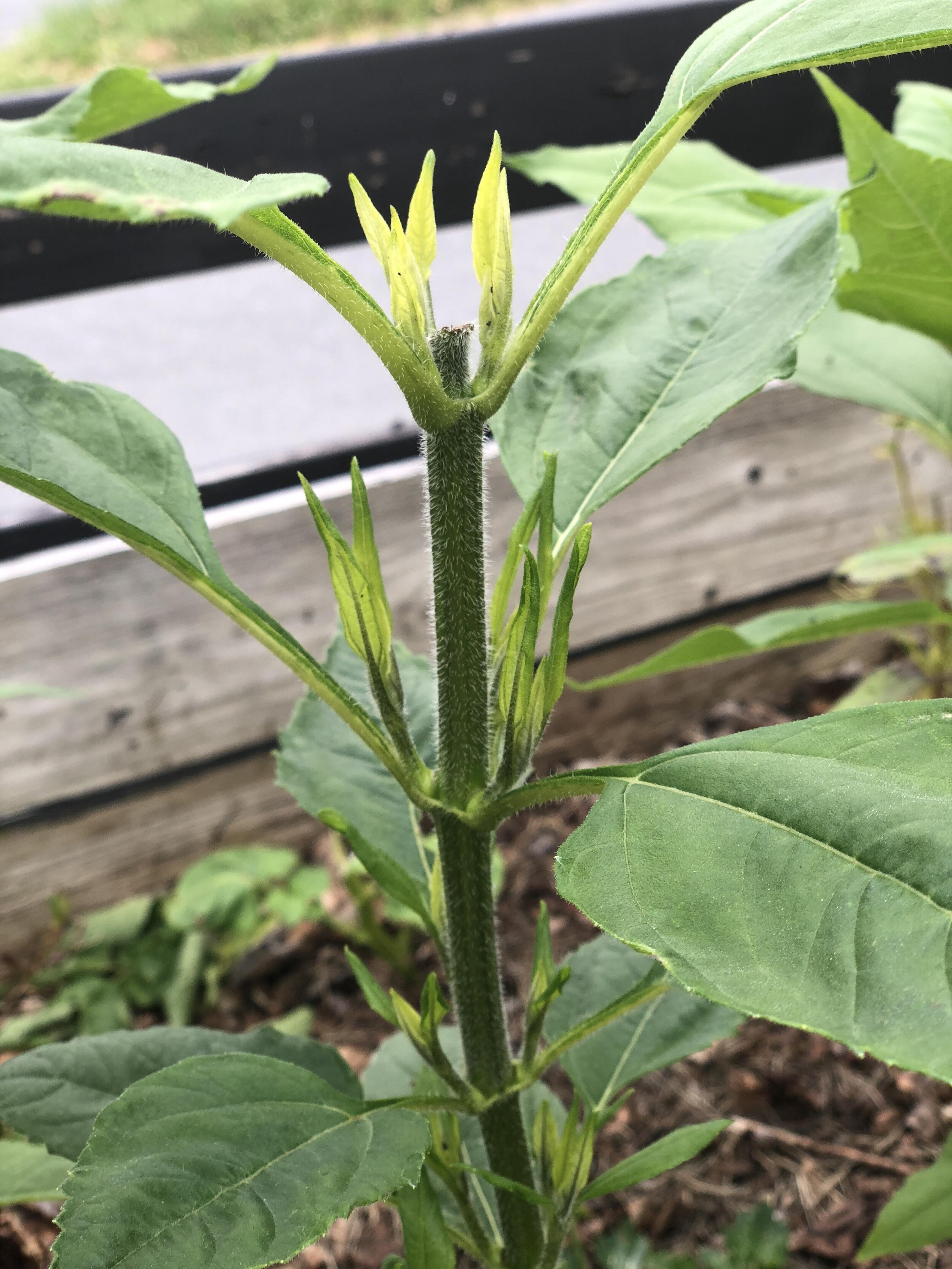 Ved å klippe toppen av planten, oppfordrer man planten til å sette flere skudd i hvert bladhjørne, og hekken blir tettere.