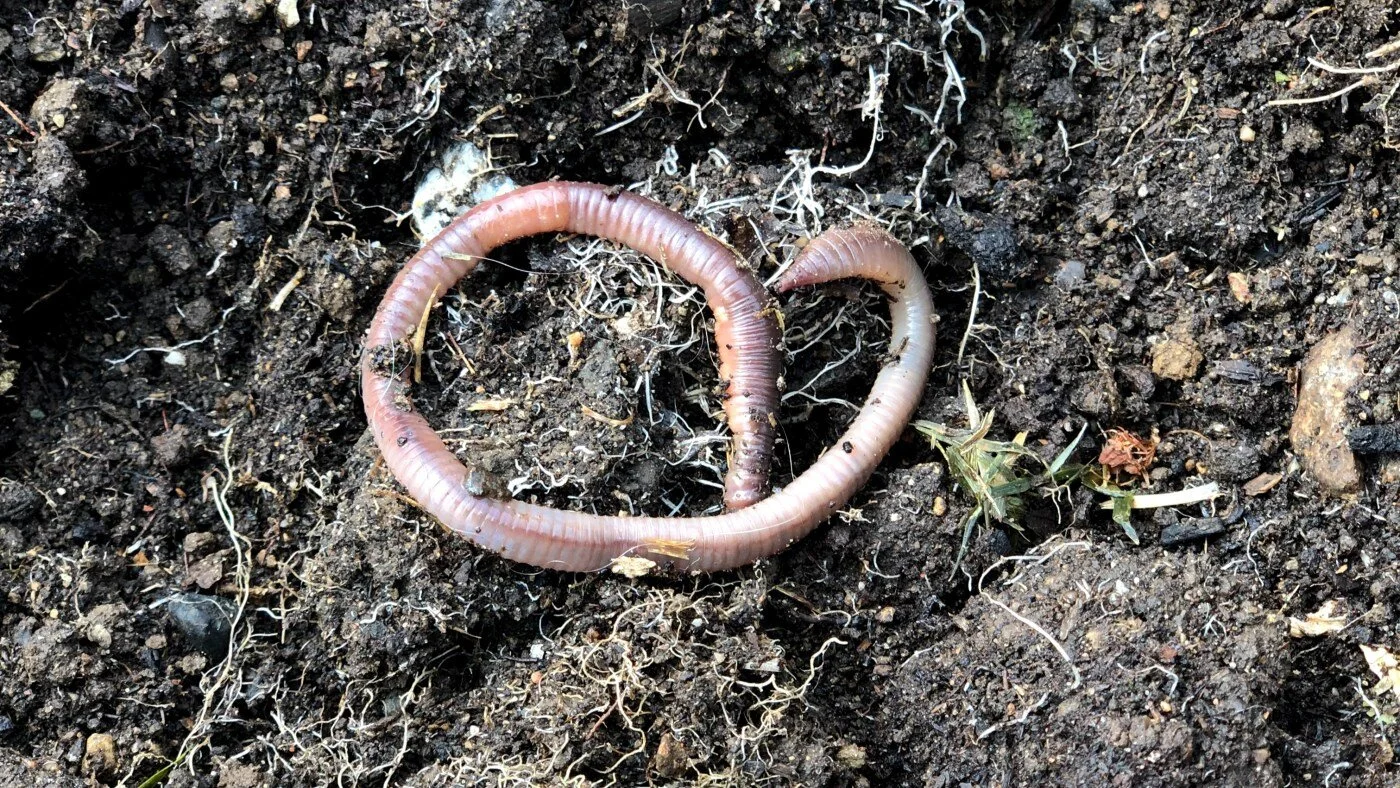 Meitemark i potter innendørs?