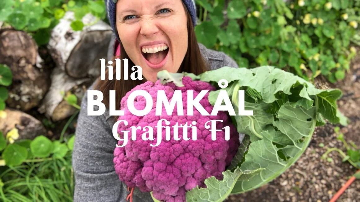 Lilla BLOMKÅL | Grafitti F1