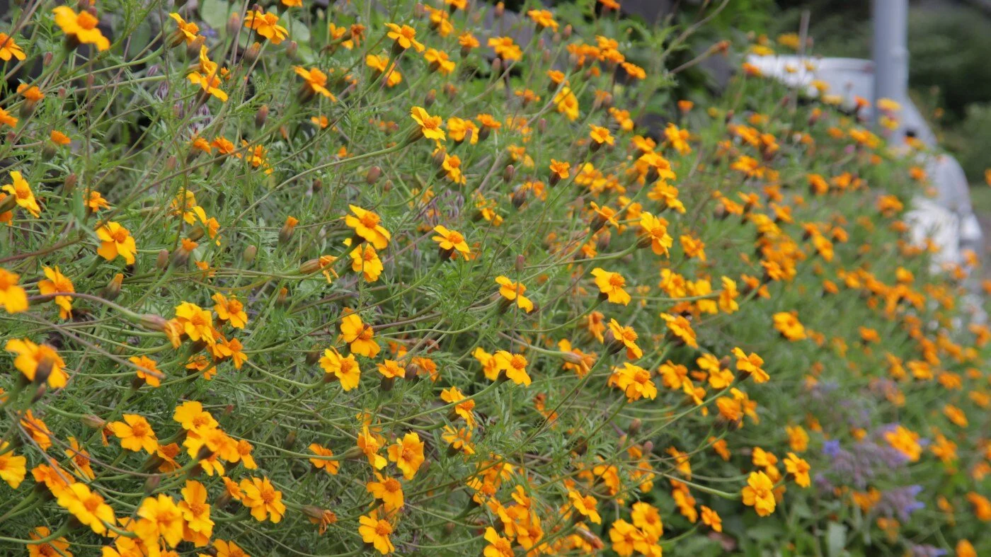 Tagetes "Ground control" - for oss med snegler!