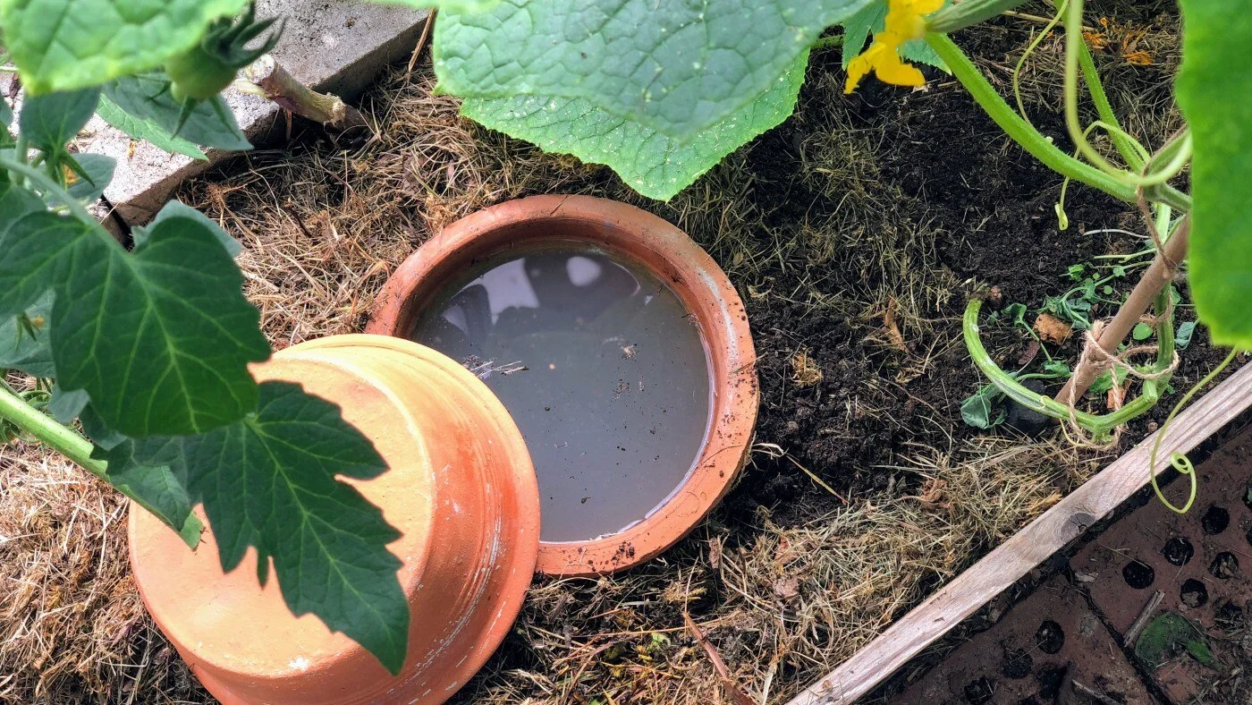 Enkel "selvvanning" med terracottapotte!