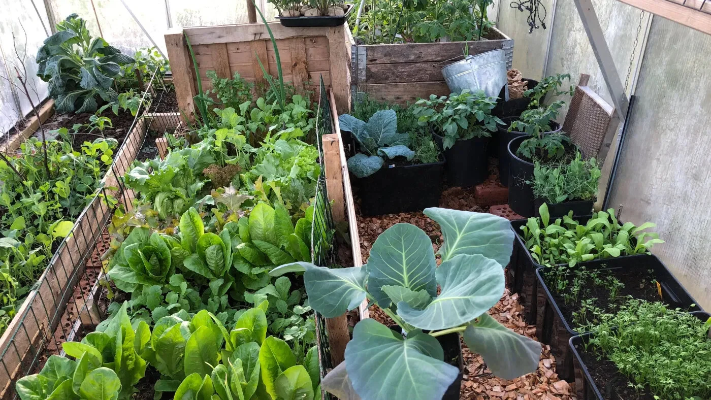 Ingen elektrisitet i mitt drivhus!.jpg