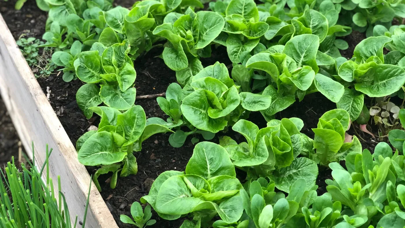 Sammenligner overvintrede, vintersådde og vårsådde vekster!