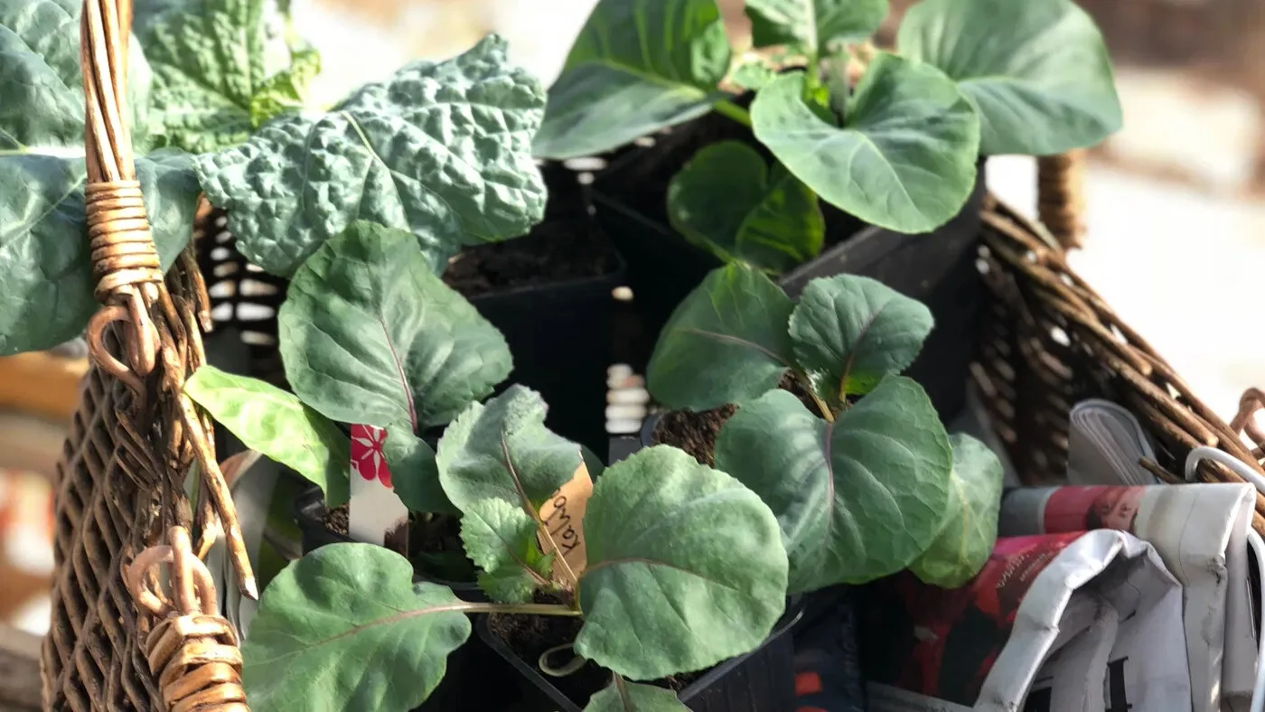 Kjøp spiselige planter på nett!