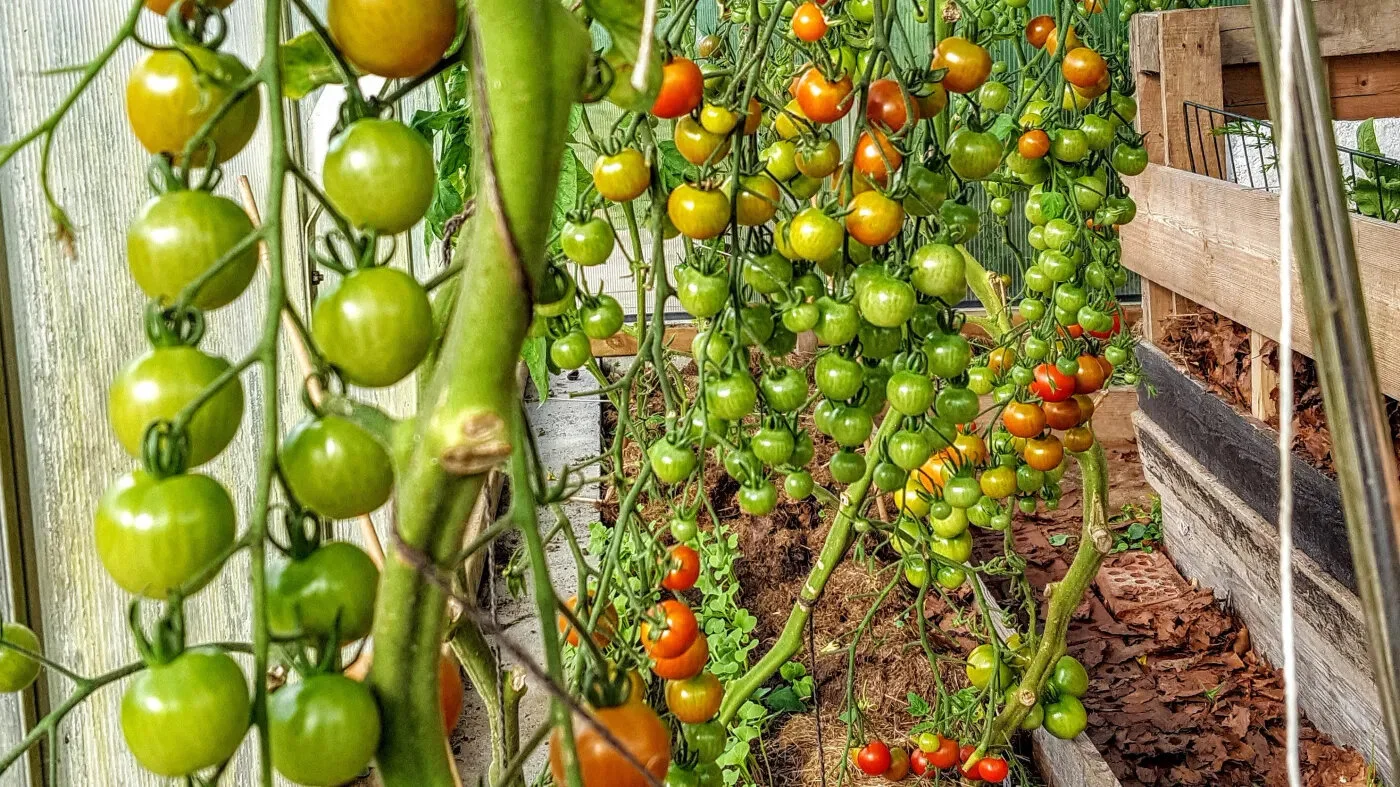 Stekte grønne tomater? Nei takk!